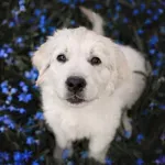 10 imena za pse inspirirana mitologijom, nose snažnu simboliku, emocije i karakter