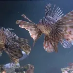 Počeo lov na invazivnu vrstu koja ozbiljno prijeti Jadranu: "Ona ovdje nema neprijatelja, plijen joj je naivan"