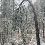 Promatrali stablo ispred kuće i nadali se da neće pogoditi auto, pogledajte snimku drame