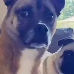 Vlasnici isprovocirali pse i snimili njihove reakcije, snimke su urnebesne