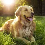 Jeste li čuli za "heartbreak" pasmine pasa? Zašto se tako zovu istovremeno slama i raznježuje srce