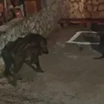 Haraju ulicama, ulaze u dvorišta i uznemiravaju mještane: "Ljudi su u strahu"