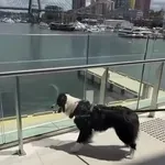 Australci žive u budućnosti: Dok se mi smrzavamo, oni pronašli rješenje za ljetni problem