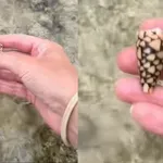 Mislila je da skuplja školjke, a zapravo je držala smrtonosno stvorenje