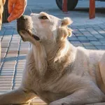 Ne treba im posebna obuka: Psi mogu učiti nove riječi - prisluškivanjem