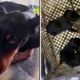 VIDEO Život je ponekad doista čudo: Iz ruševina u Turskoj nakon mjesec dana spašena kujica Sila s tri štenca