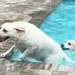 Zaigrani pas izazvao kaos: Neposluh naljutio vlasnicu, ali je gledateljima urnebesan