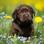 Sedam pasmina pasa s najljepšim čokoladno smeđim krznom