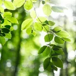 Ožujak počinje toplim proljetnim danima uz povremenu kišu, ali nemojte još spremati zimske jakne