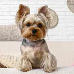 Veliki psi u malom tijelu: Pet malih pasmina čije je ponašanje dostojno psa čuvara