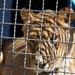 VIDEO Snimljen zastrašujuć trenutak: Djevojčica htjela hraniti lavicu, ona ju napala