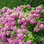 Vjerujte nam, imat ćete najbujnije hortenzije: Najveća greška pri njihovu orezivanju, evo kako je izbjeći