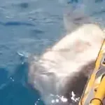 Napao ga morski pas, no nitko mu ne bi vjerovao da nije imao kameru