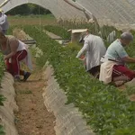 Poljoprivrednici stare, nove radne snage nema: "Dnevno sam ih imao 30, sad je to nemoguća misija"