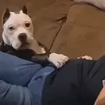 Otkrili da psi imaju snažnu reakciju na jednu riječ, pogledajte što sve izvode