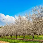 Unatoč hladnoći u Europi, veljača je bila među najtoplijim mjesecima u povijesti mjerenja