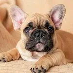 10 vrsta pasa idealnih za baš svaki tip osobe