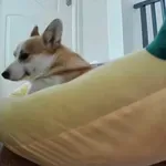 Pas odlično dočarao pospano jutro, gledatelji se pronašli u objavi