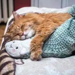 Vama to možda nije najudobnije, ali... Što znači kad vam mačka spava pod nogama?