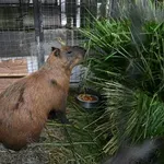 UZNEMIRUJUĆE Željeznim šipkama tukli kapibaru: "Ovo je brutalan zločin koji šokira društvo"
