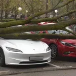 Tko pokriva štetu na automobilu uslijed pada stabla i što napraviti?