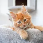 10 najpopularnijih pasmina mačaka na svijetu, one očaravaju i najveće ljubitelje pasa