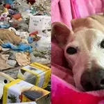 Udomili životinje i spasili im život, prizori dirnuli ljubitelje životinja do suza