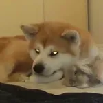 Nekima su delikatesa, no oni ih više vole kao kućne ljubimce