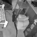 Obračun između zmije i mačke kulminirao općim kaosom