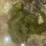 Snimili čudno biće pa tek kasnije otkrili o čemu je zapravo riječ