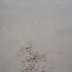 Gledatelje uhvatila jeza kad su vidjeli prizor s plaže: "Otkrio sam novu fobiju"