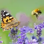 Na snazi UN-ov sporazum o bioraznolikosti: Cilj je zaštita 30 posto oceana do 2030.