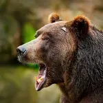 Drama u šumi: Medvjedica napala i izgrizla šumara, a onda je njegov sin izvukao pištolj