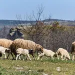Nesvakidašnja nesreća u Slavoniji: Vozio pijan pa udario u stado ovaca, 20 ih je uginulo