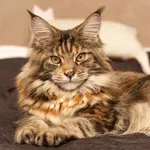 Pet pasmina mačaka kojima zbog čuperaka na ušima često tepaju da su mali risovi
