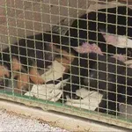 Deset godina sustav okretao glavu od horora na Učki: "Nadam se da je napokon došao kraj zlostavljanju"