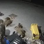 VIDEO Iznenadio se kad je vidio što divlje svinje rade ispred kuće: "Prvo je došla velika pa osmero malih..."