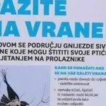 Stižu dojave o zalijetanju vrana u građane: Evo zašto to rade i što morate odmah učiniti