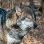 Vukovi u Hrvatskoj: Opažena 43 čopora, ali stanje je dobro samo u alpskoj regiji