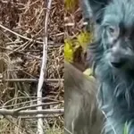 Znanstvenici primijetili plave pse na području Černobila! Prvo takvo viđenje