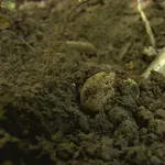 Pobuna u vrhuncu sezone, atmosfera je usijana: "Oni dolaze samo zbog profita, a nije ih briga što će biti sutra"