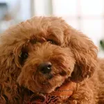 Kili, Nala, Indy... 10 krasnih imena za psa inspirirana slavnim filmskim junacima