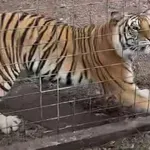 Ova tigrica je najopasnija i najlukavija maca, snimka raznježila cijeli internet