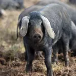 Prvi slučaj afričke svinjske kuge u ovoj europskoj zemlji