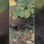 Lovci na ulicama zbog divljači koja se ne boji ljudi: "Pojavile su se srne, imamo jelena, primijećen je i medvjed"