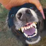 Strava u Solinu: Psi istrčali iz boksa i napali troje ljudi, među ozlijeđenima i maloljetnice