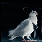 »Putinovi znanstveniki lansirali eskadriljo daljinsko nadzorovanih vohunskih golobov z možganskimi vsadki!«