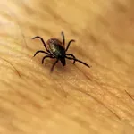 Ozadje nepričakovanih bolezni: »Klope smo spreminjali v orožje, da bi ustvarili jedrsko orožje za revne!«