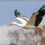 Izraelska zračna obramba »napadla« - ptico selivko
