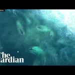 A ste že videli na stotine morskih psov??